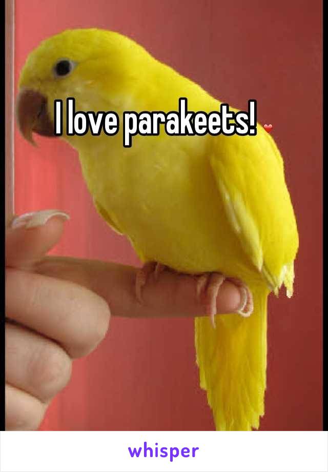 I love parakeets! ❤