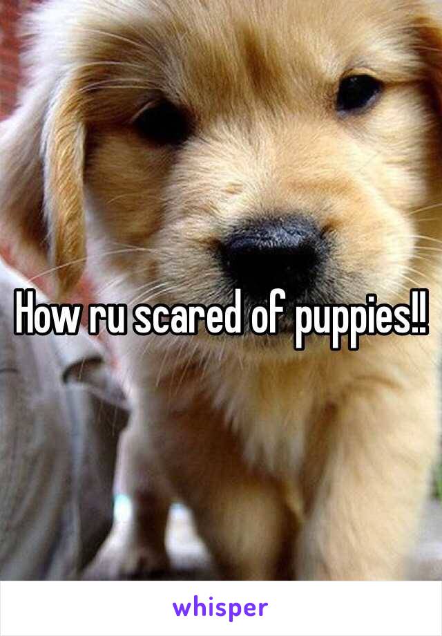 How ru scared of puppies!!