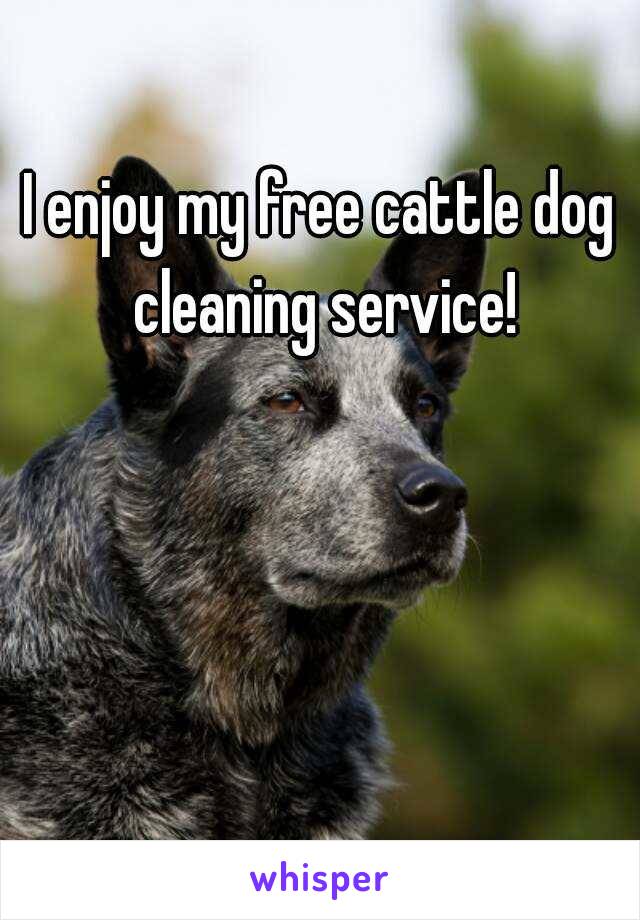 I enjoy my free cattle dog cleaning service!