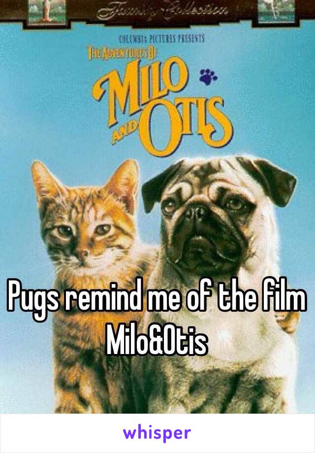 Pugs remind me of the film Milo&Otis