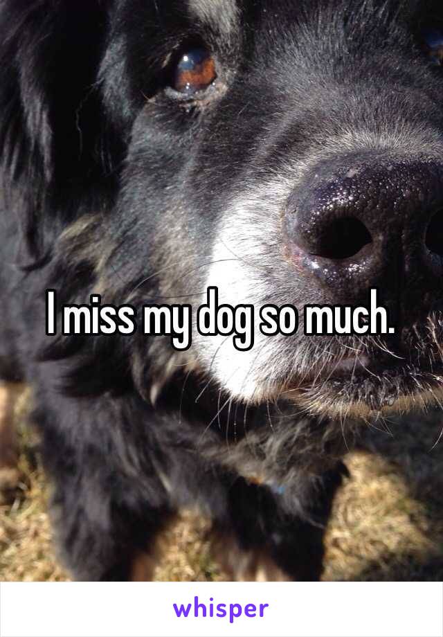 I miss my dog so much.