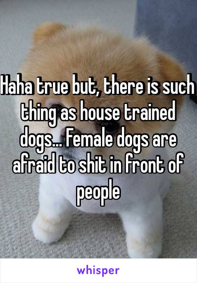 Haha true but, there is such thing as house trained dogs... Female dogs are afraid to shit in front of people