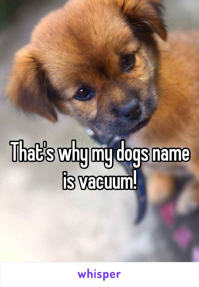That's why my dogs name is vacuum!