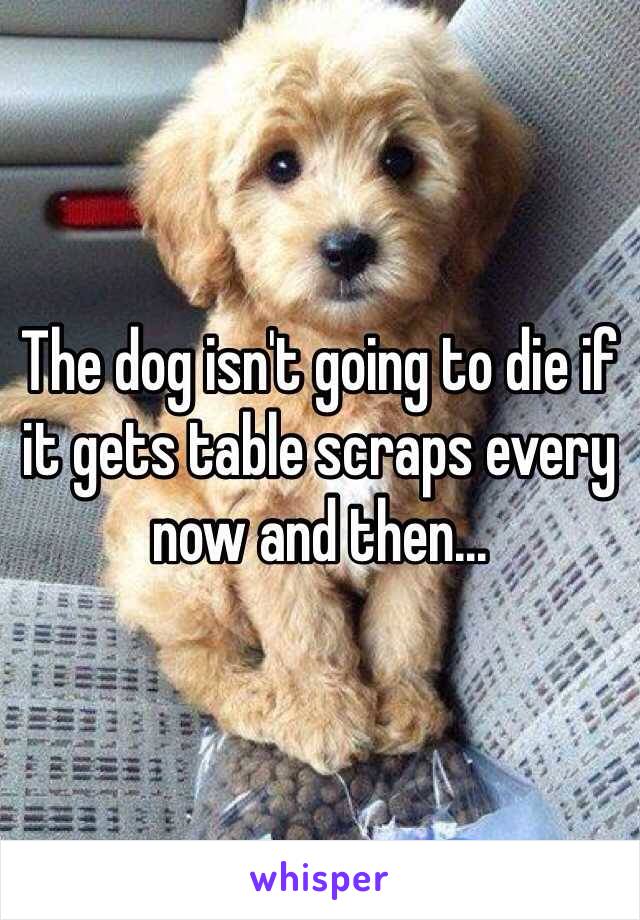 The dog isn't going to die if it gets table scraps every now and then...