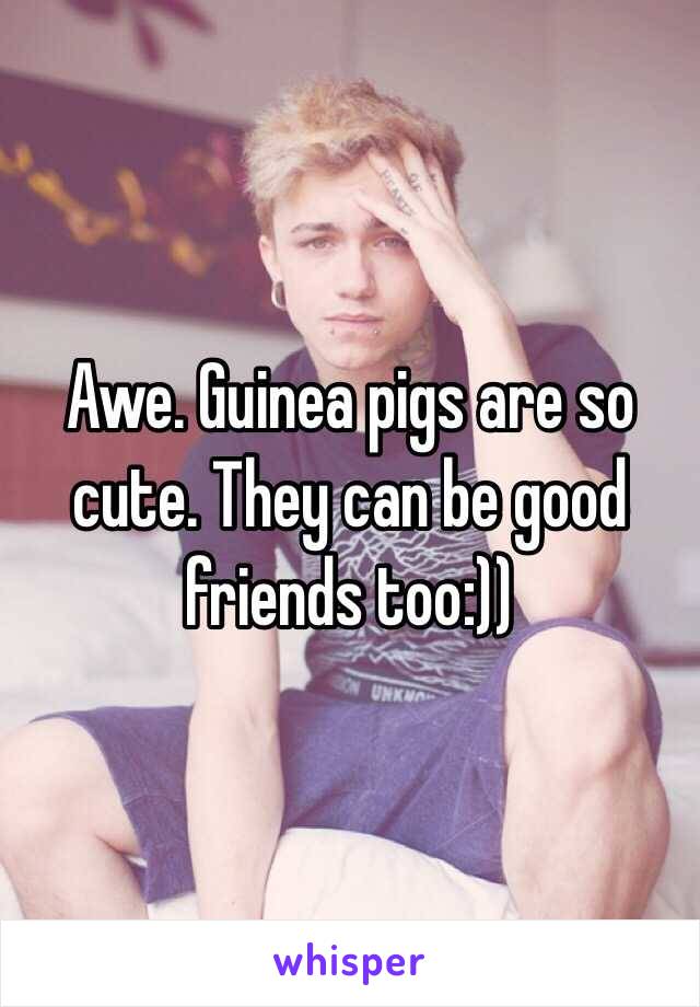 Awe. Guinea pigs are so cute. They can be good friends too:))