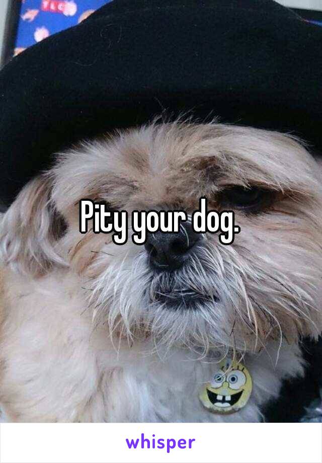 Pity your dog.