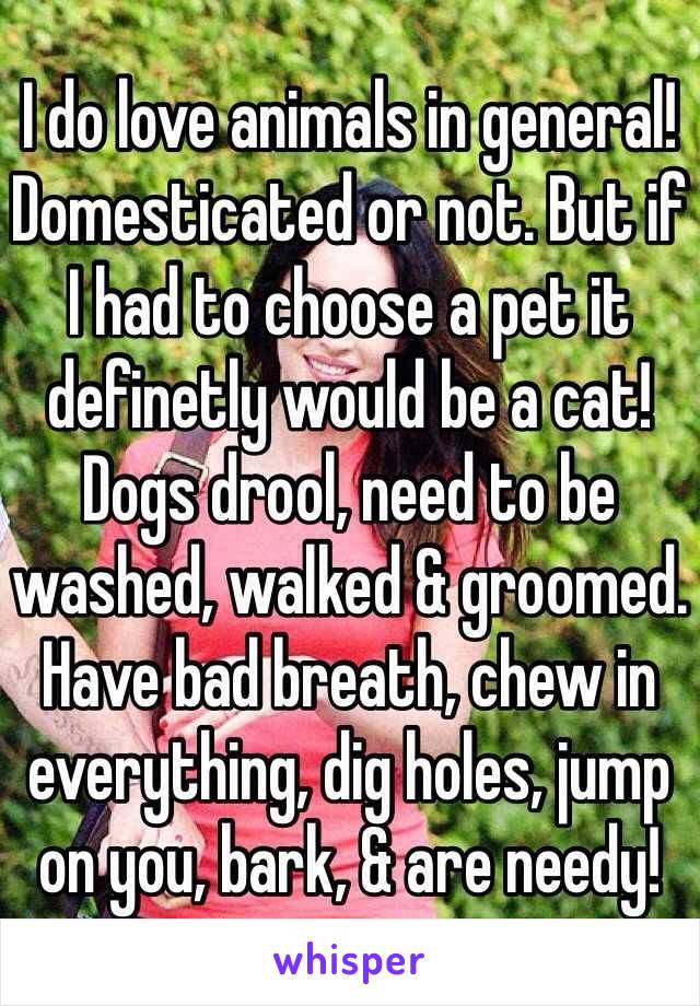 I do love animals in general! Domesticated or not. But if I had to choose a pet it definetly would be a cat! Dogs drool, need to be washed, walked & groomed. Have bad breath, chew in everything, dig holes, jump on you, bark, & are needy!