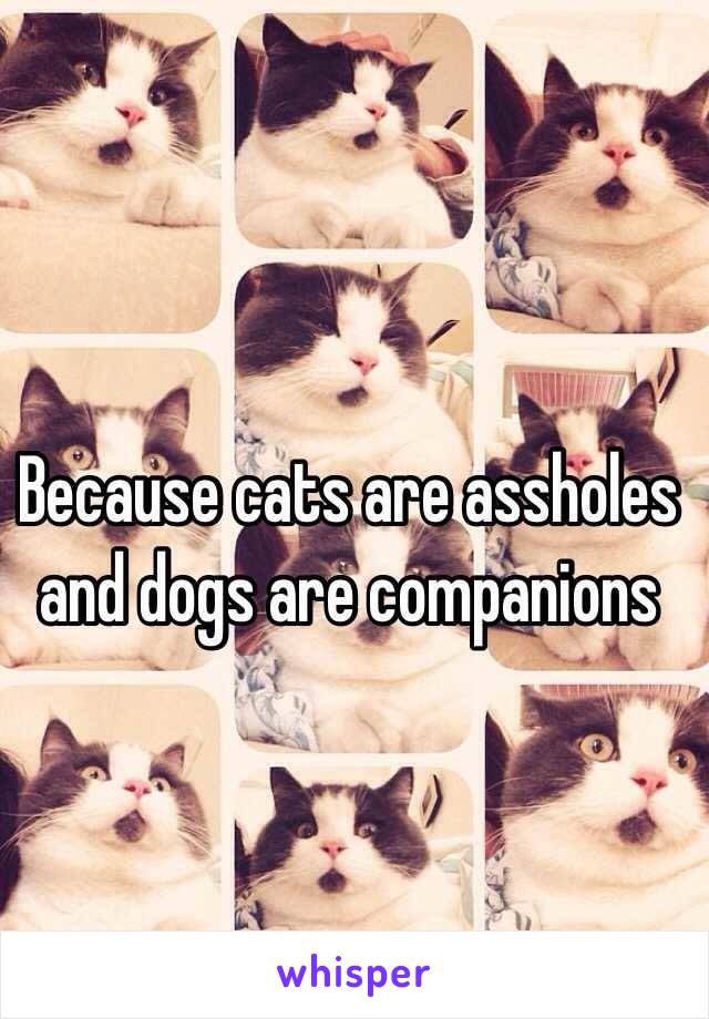 Because cats are assholes and dogs are companions 