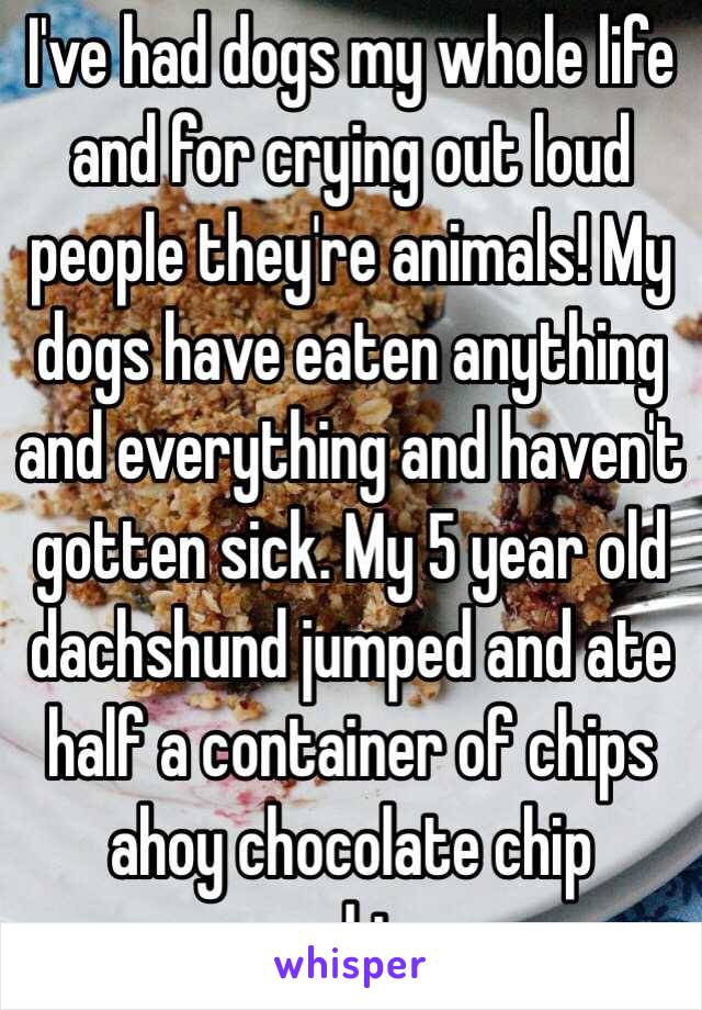 I've had dogs my whole life and for crying out loud people they're animals! My dogs have eaten anything and everything and haven't gotten sick. My 5 year old dachshund jumped and ate half a container of chips ahoy chocolate chip cookies