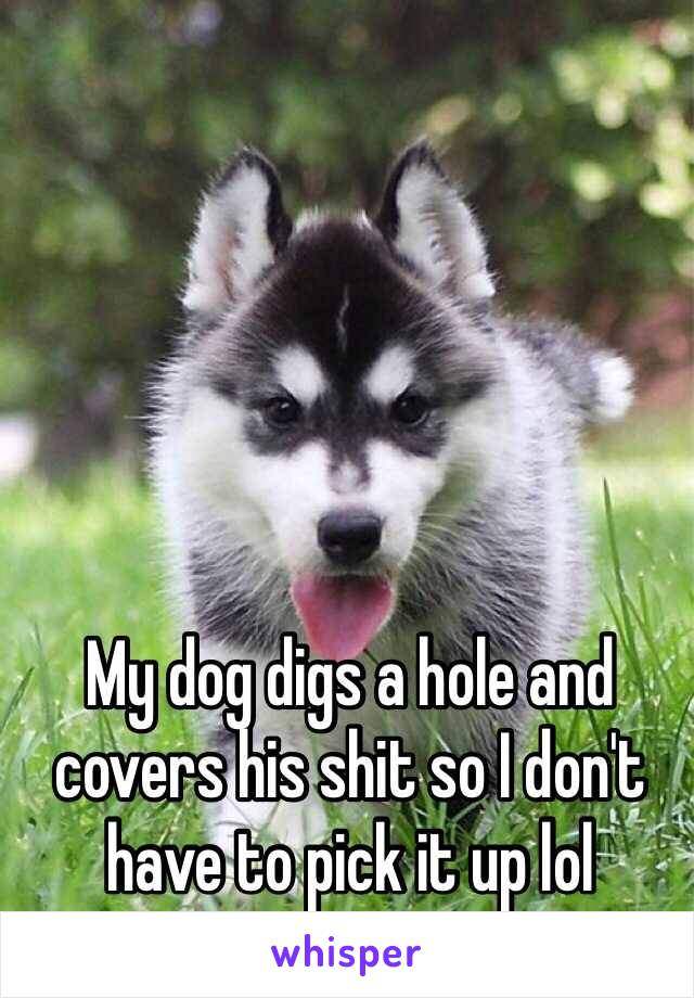 My dog digs a hole and covers his shit so I don't have to pick it up lol 