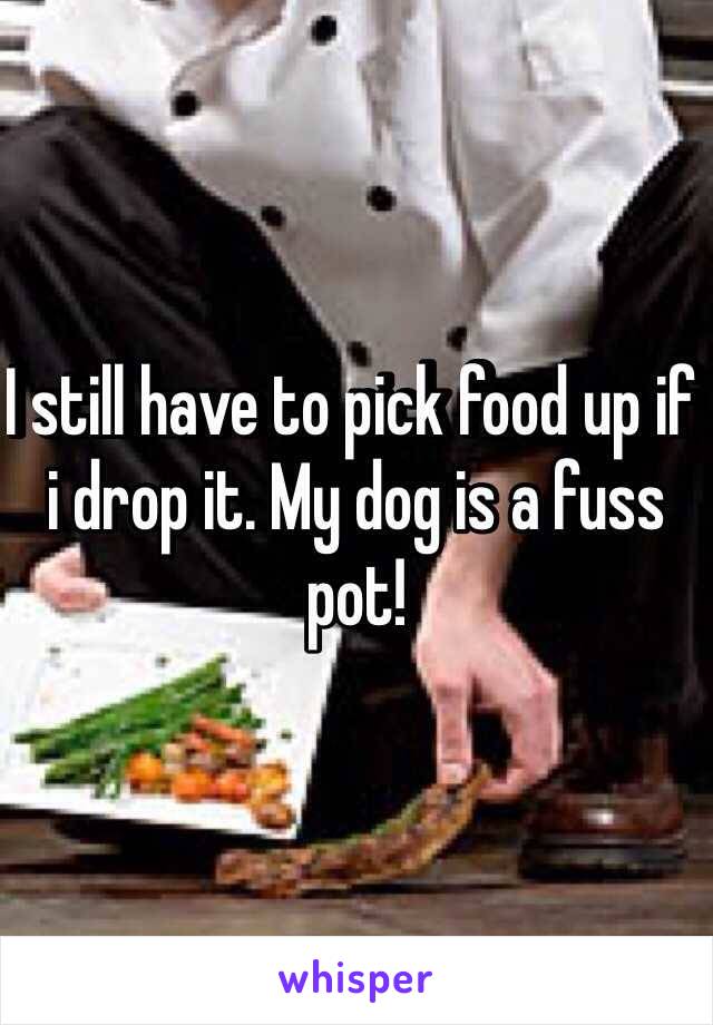 I still have to pick food up if i drop it. My dog is a fuss pot! 