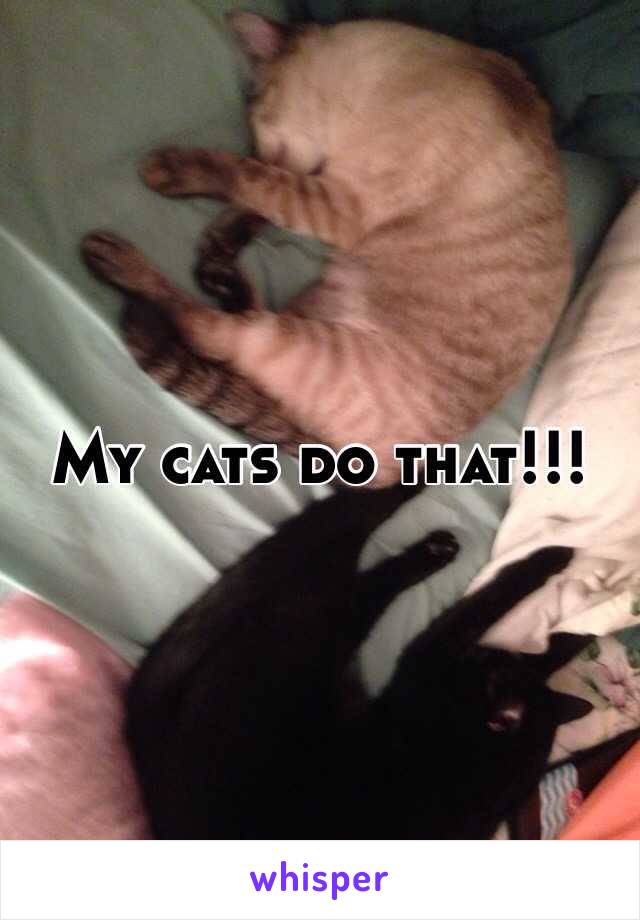 My cats do that!!!