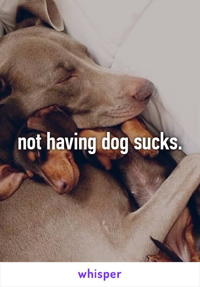 not having dog sucks.