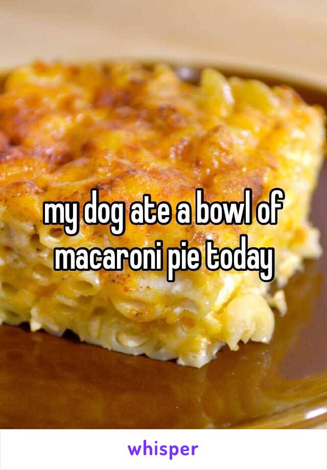 my dog ate a bowl of macaroni pie today 