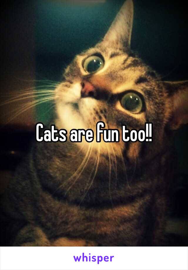 Cats are fun too!! 