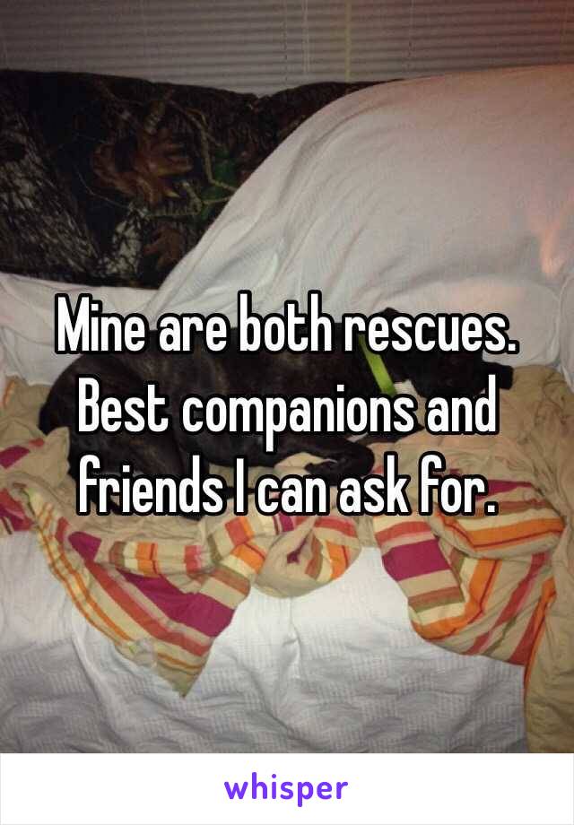 Mine are both rescues. Best companions and friends I can ask for. 