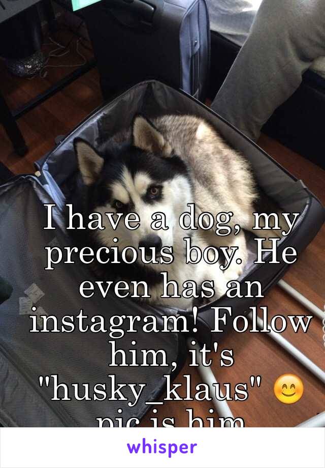 I have a dog, my precious boy. He even has an instagram! Follow him, it's "husky_klaus" 😊 pic is him