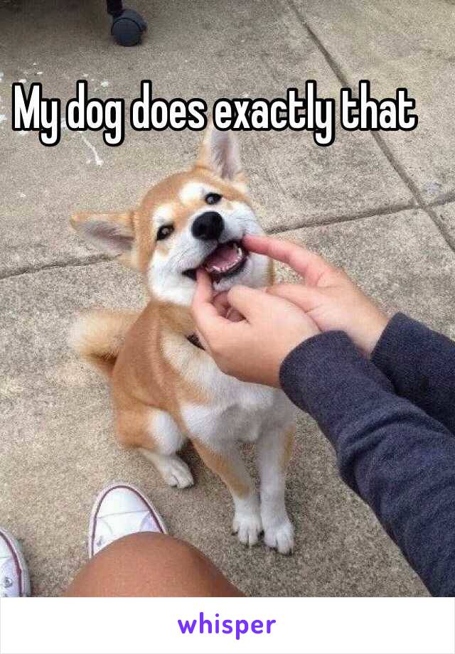 My dog does exactly that