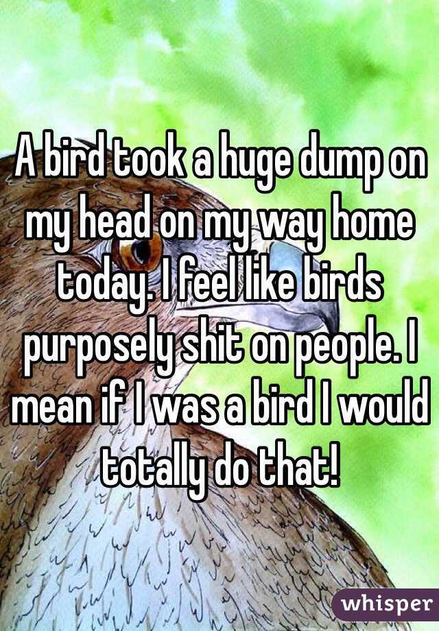A bird took a huge dump on my head on my way home today. I feel like birds purposely shit on people. I mean if I was a bird I would totally do that!