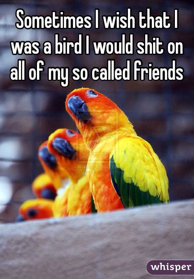 Sometimes I wish that I was a bird I would shit on all of my so called friends