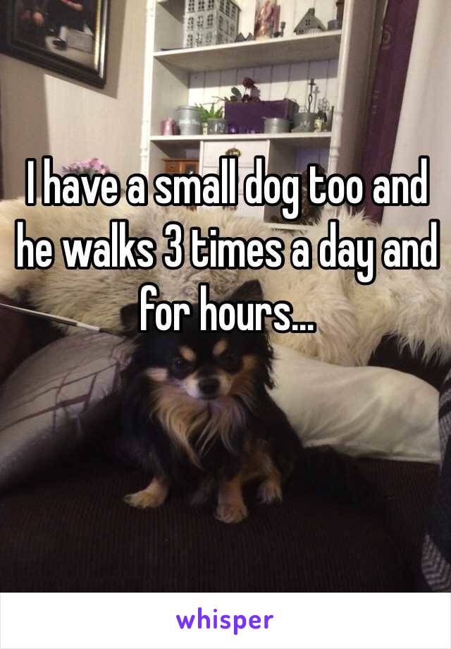 I have a small dog too and he walks 3 times a day and for hours... 