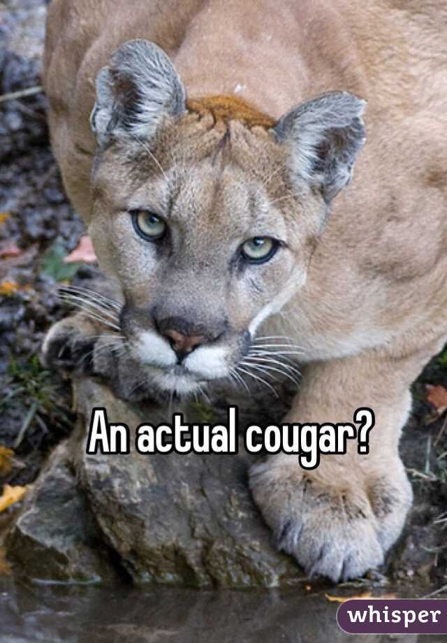 An actual cougar?