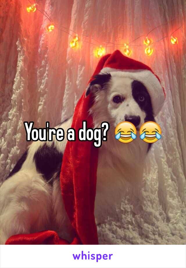 You're a dog? 😂😂
