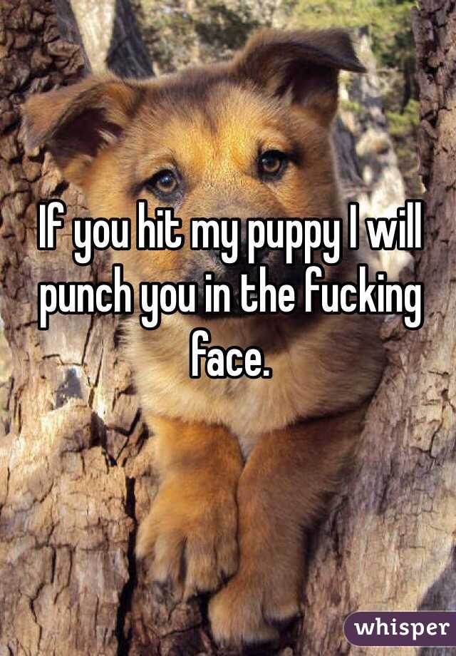 If you hit my puppy I will punch you in the fucking face.