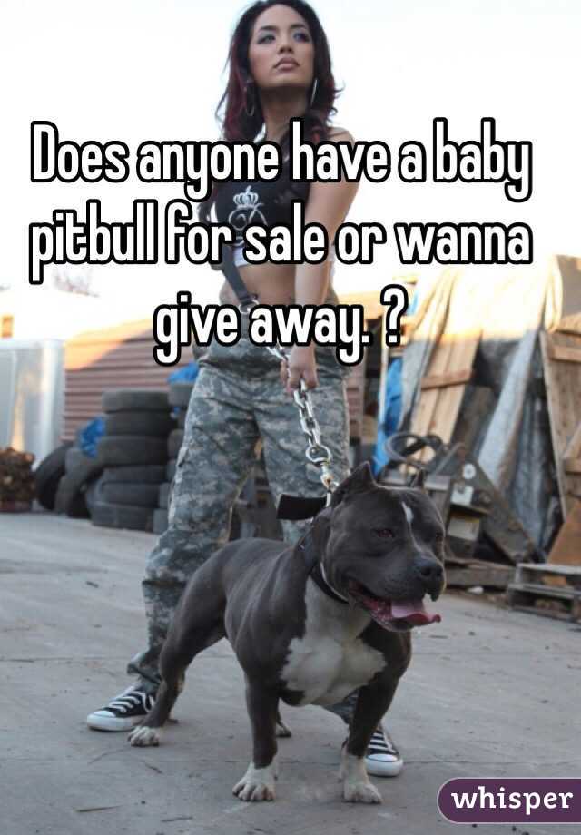 Does anyone have a baby pitbull for sale or wanna give away. ? 