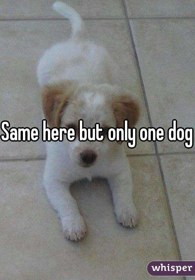 Same here but only one dog