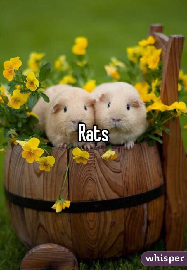 Rats