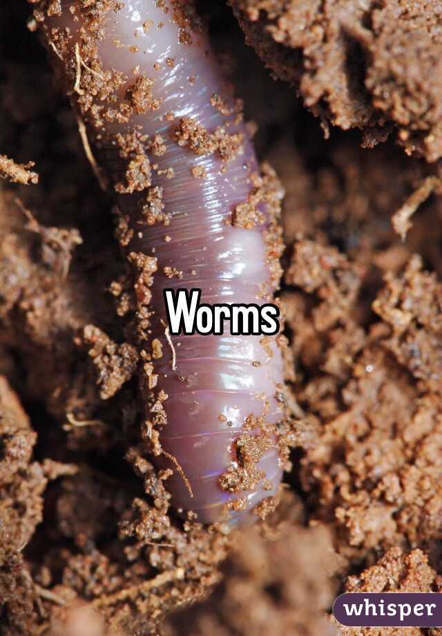 Worms 