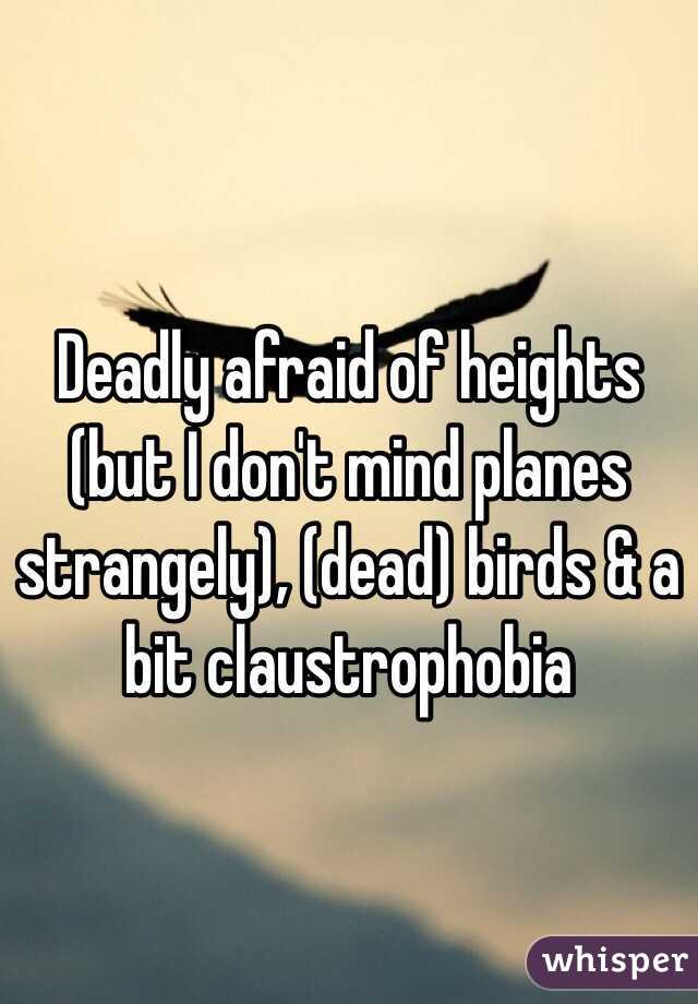 Deadly afraid of heights (but I don't mind planes strangely), (dead) birds & a bit claustrophobia