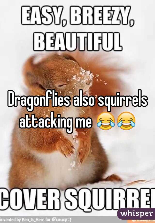 Dragonflies also squirrels attacking me 😂😂