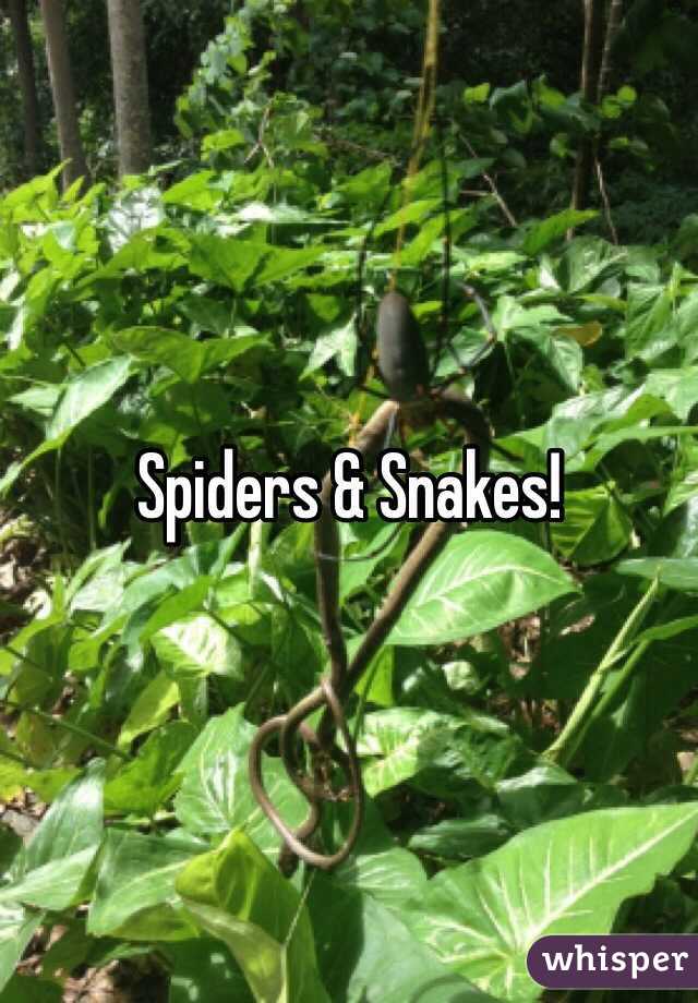 Spiders & Snakes!