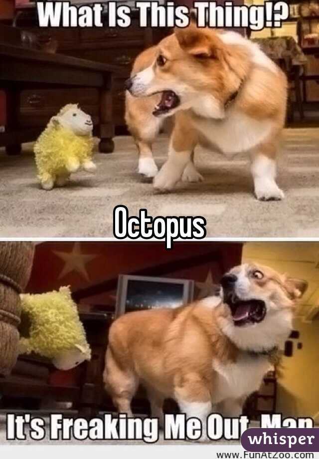 Octopus 