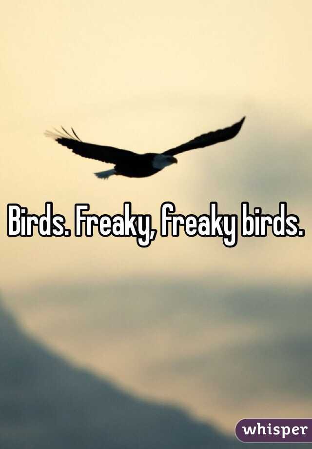 Birds. Freaky, freaky birds.