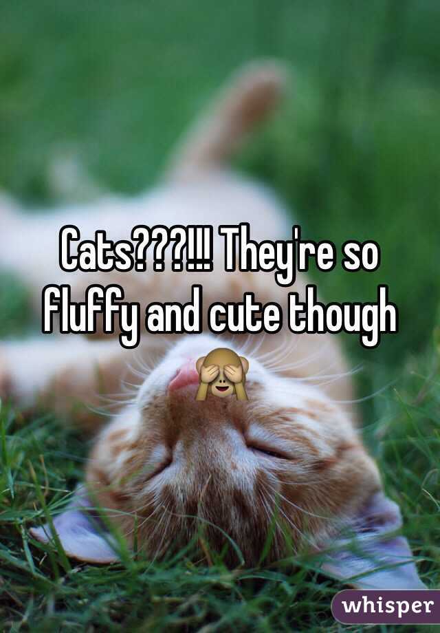 Cats???!!! They're so fluffy and cute though 🙈