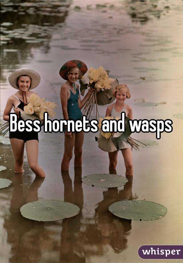 Bess hornets and wasps