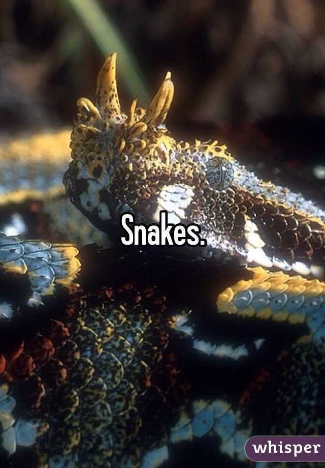 Snakes.