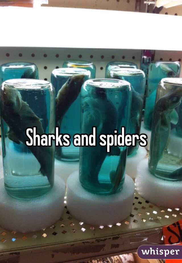 Sharks and spiders 