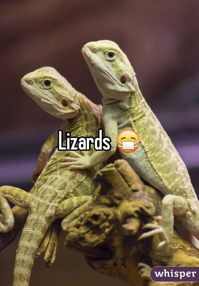 Lizards 😷