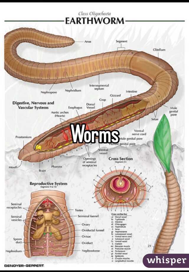 Worms