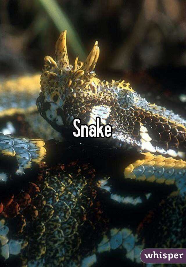 Snake