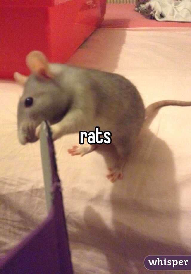 rats