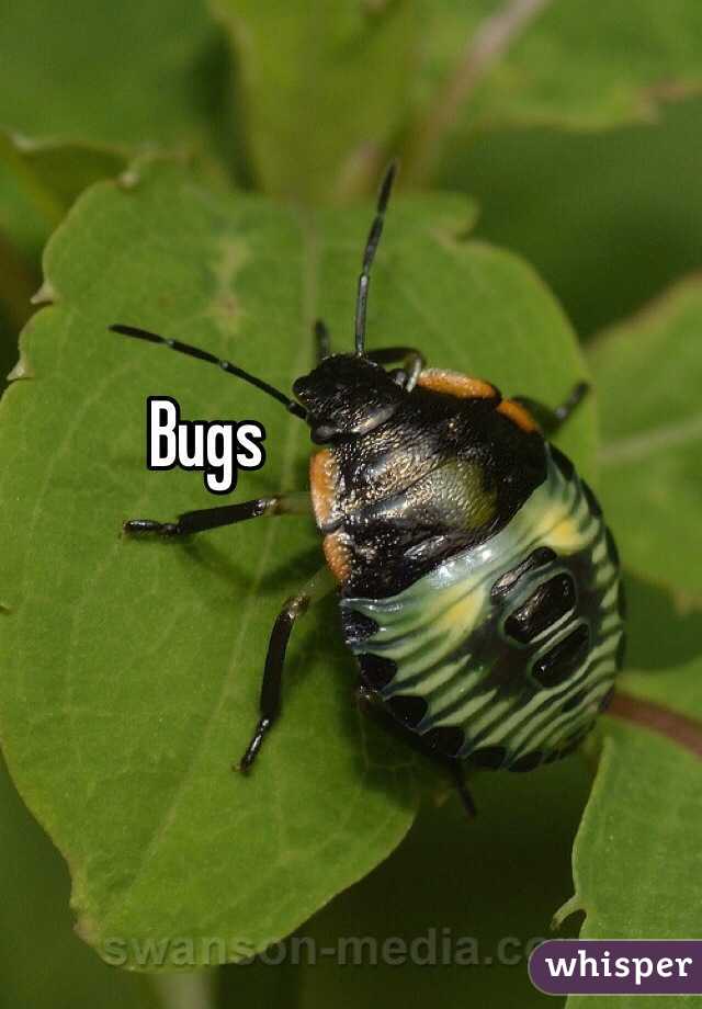 Bugs