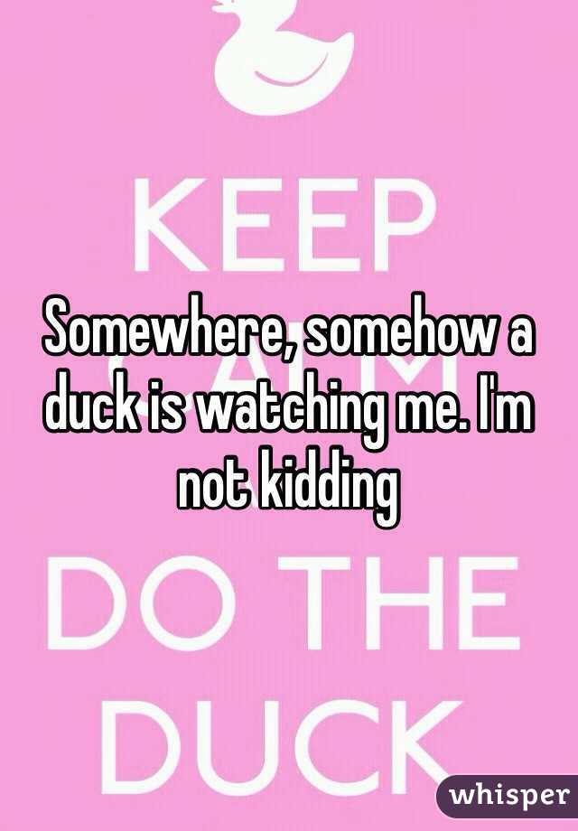 Somewhere, somehow a duck is watching me. I'm not kidding 