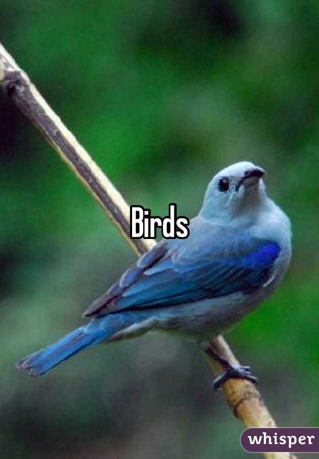 Birds