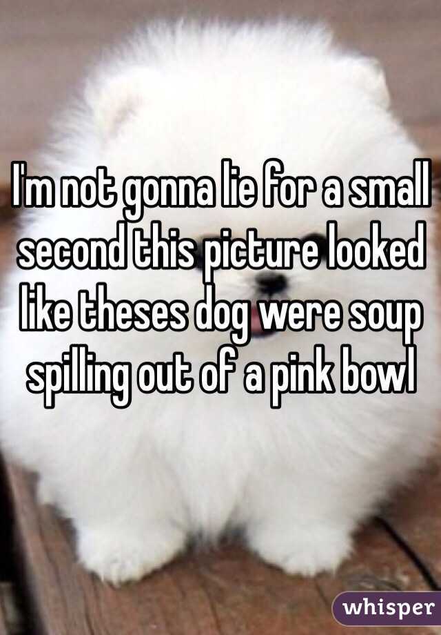 I'm not gonna lie for a small second this picture looked like theses dog were soup spilling out of a pink bowl 