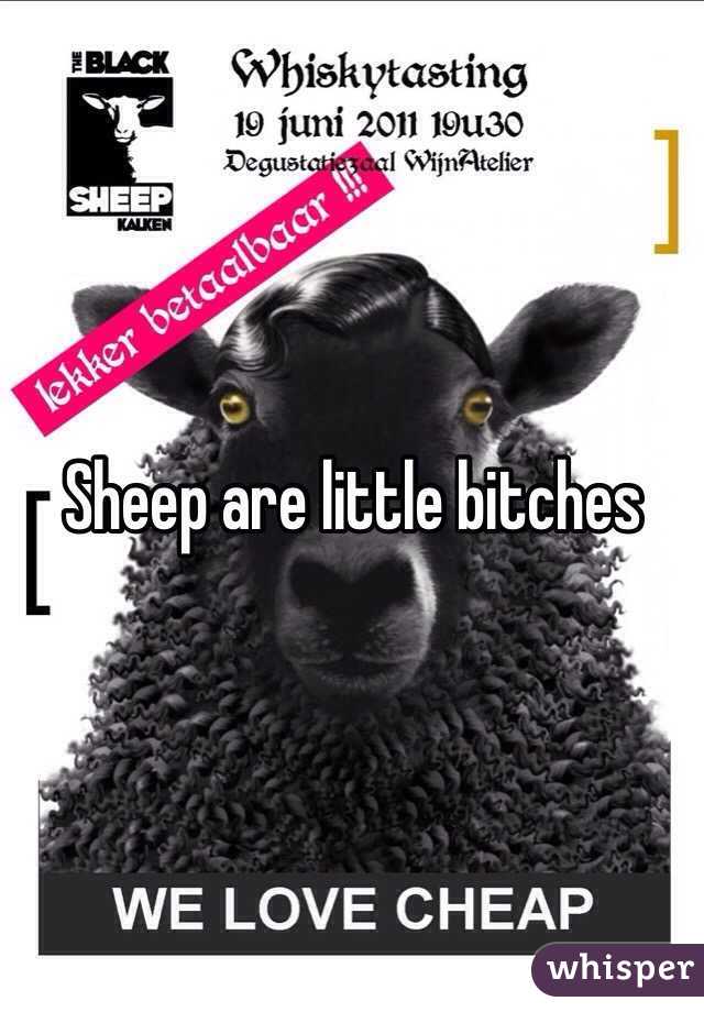 Sheep are little bitches